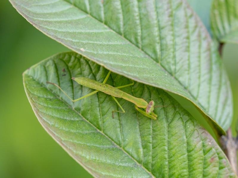A mantis
