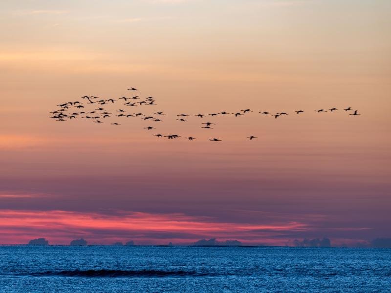 Sunset with flamingos
