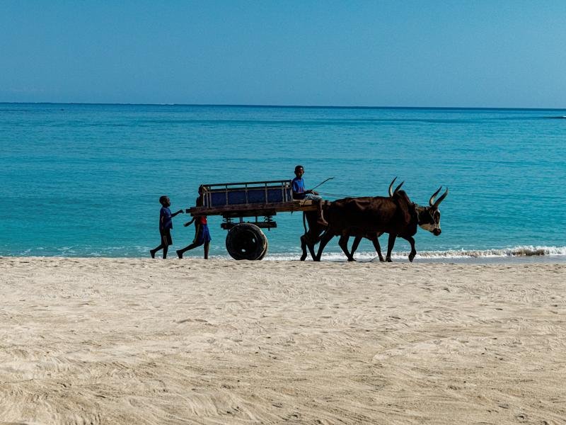 Zebu transport down the beach