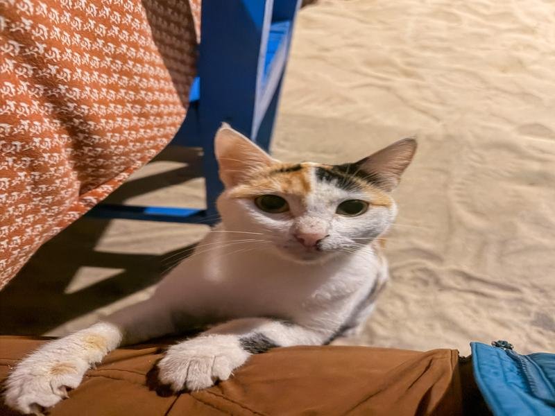 Cat friend at dinner