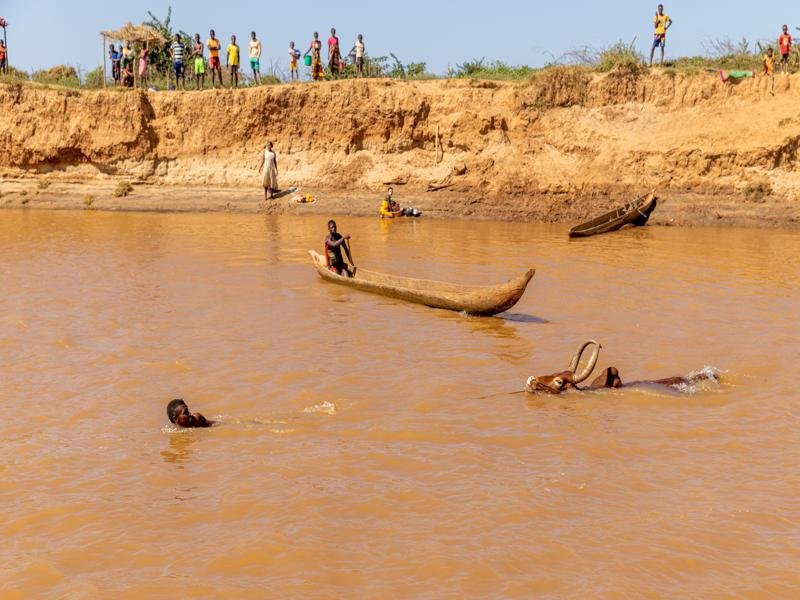 Or you could just swim with your zebu to cross