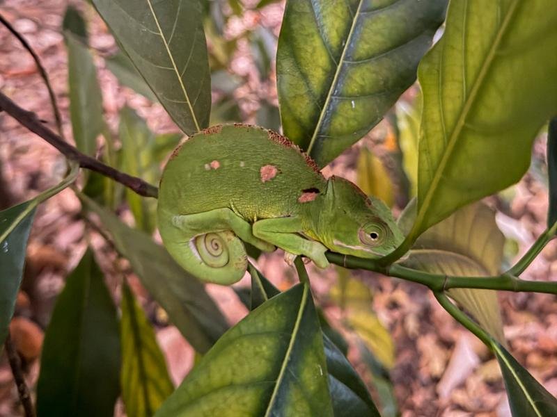 We found a chameleon at our hotel!