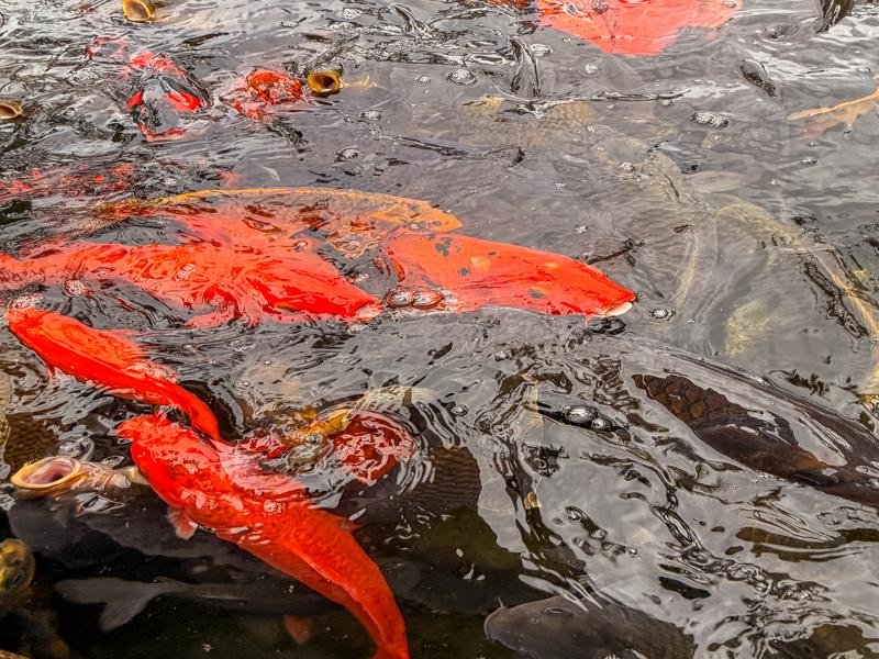 Lots of koi at the Hilton