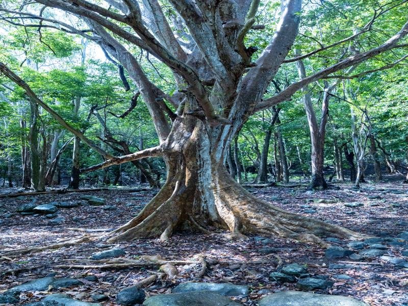 There were a lot of cool trees in the forest
