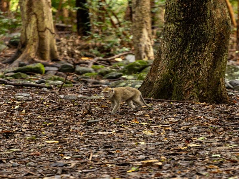 The Macaque monkeys are an invasive species