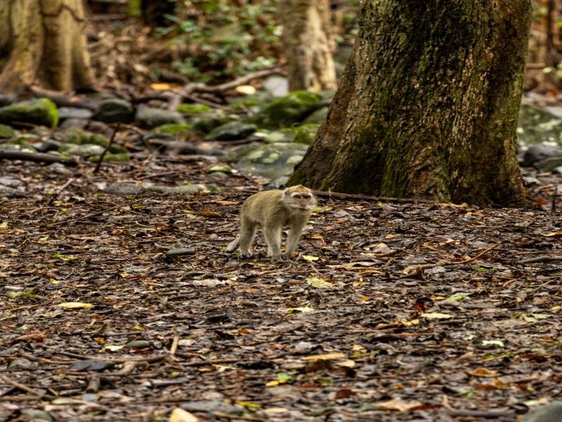 Macaque monkey
