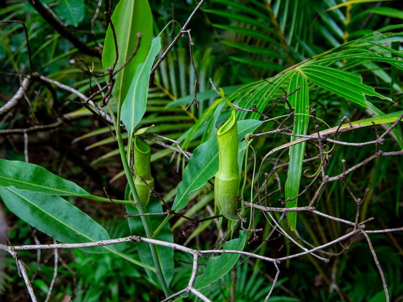 We saw these venus fly traps on the hike
