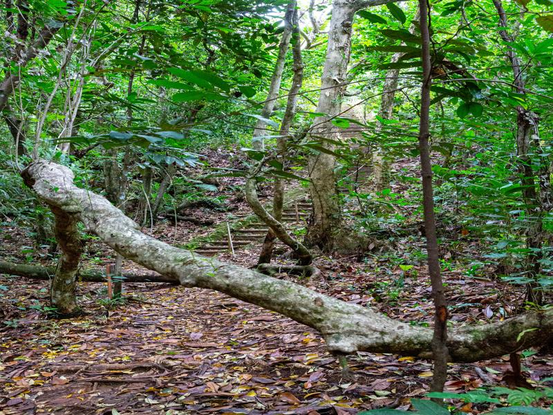 Hiking back up the stairs from the monoliths