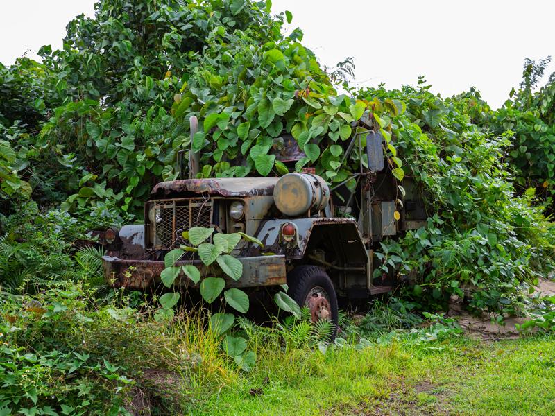 Old truck being taken over by jungle