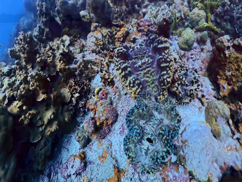 The colorful giant clams