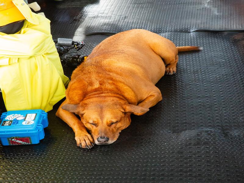 Max loved joining us in the dive boat!