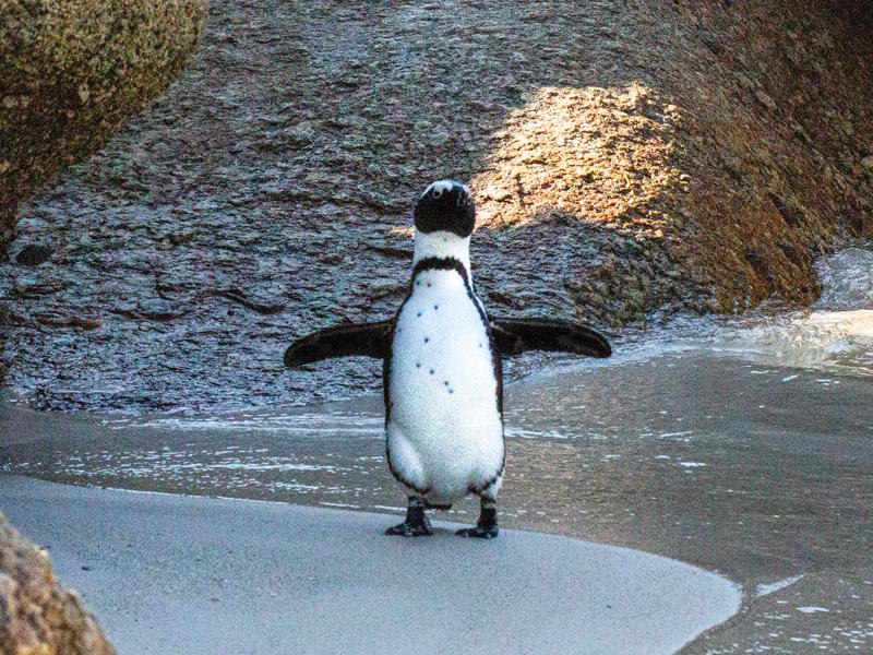 Penguins at Boulders Beach