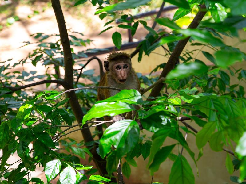 Cute monkey playing in the trees