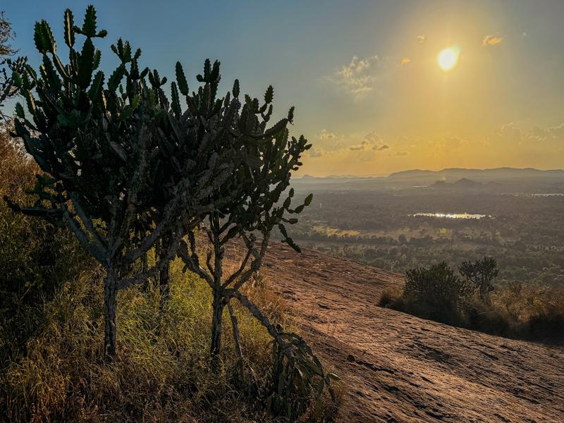 Cactus and view on top of Piduangala Rock