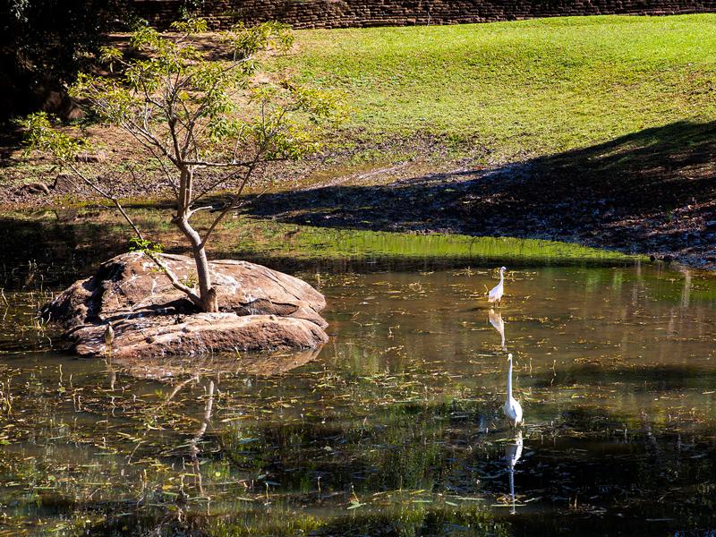 Bird in the gardens pond