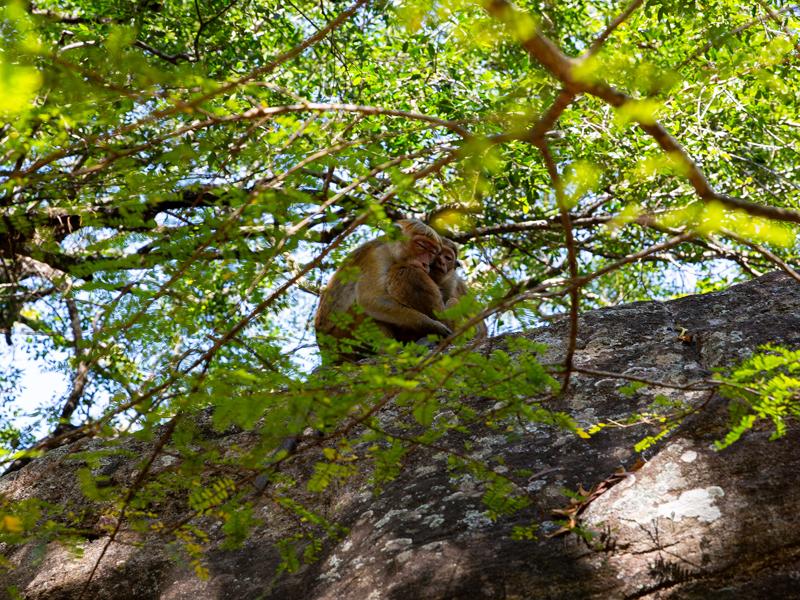 The cutest monkey family taking a nap
