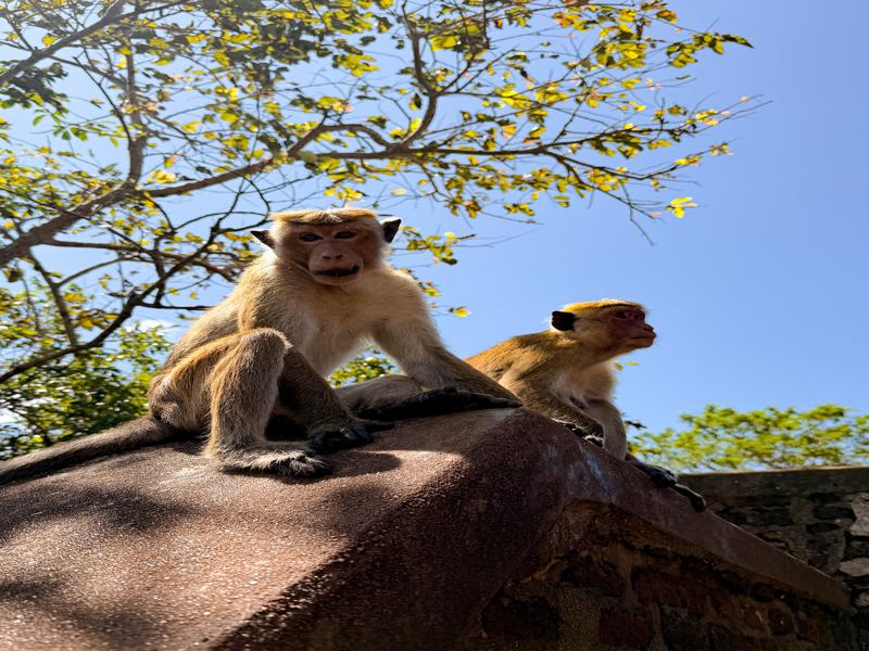 Monkeys were waiting to greet us