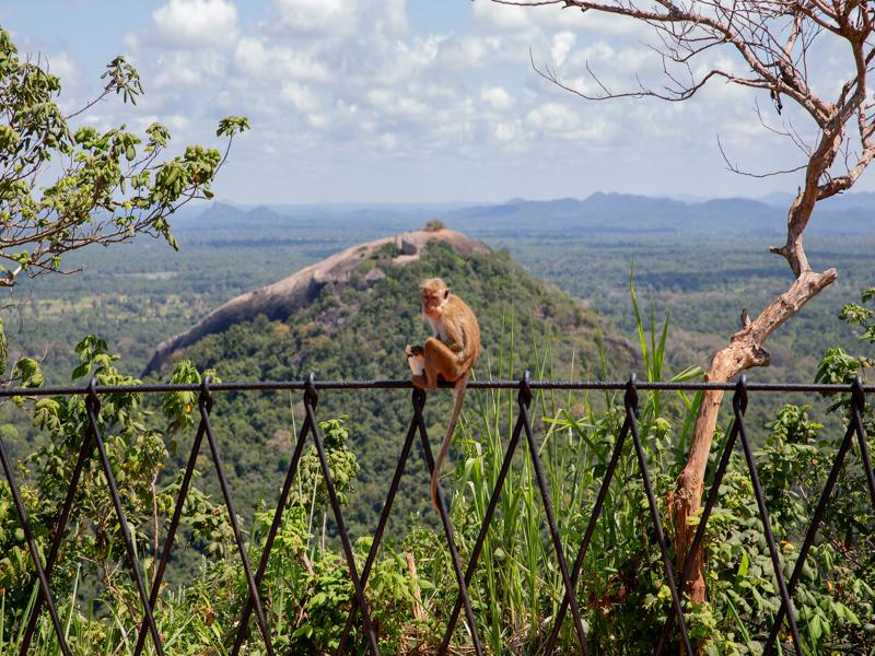 Monkey with Piduangala Rock behind