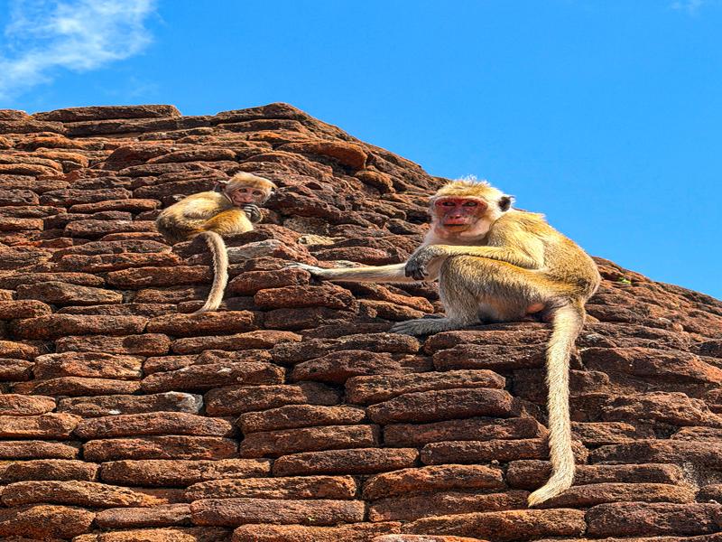 There were a lot of monkeys around the top