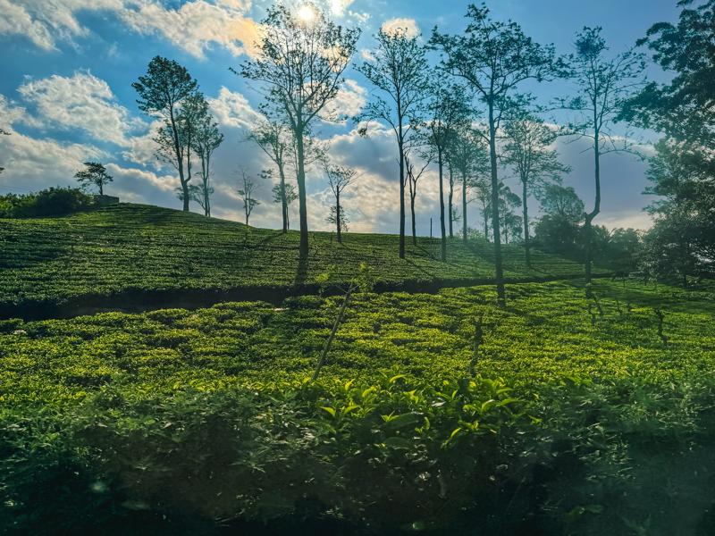 So many tea fields on the drive from Kandy to Ella