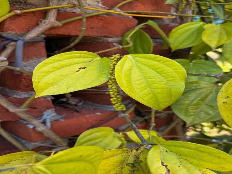 Black pepper growing