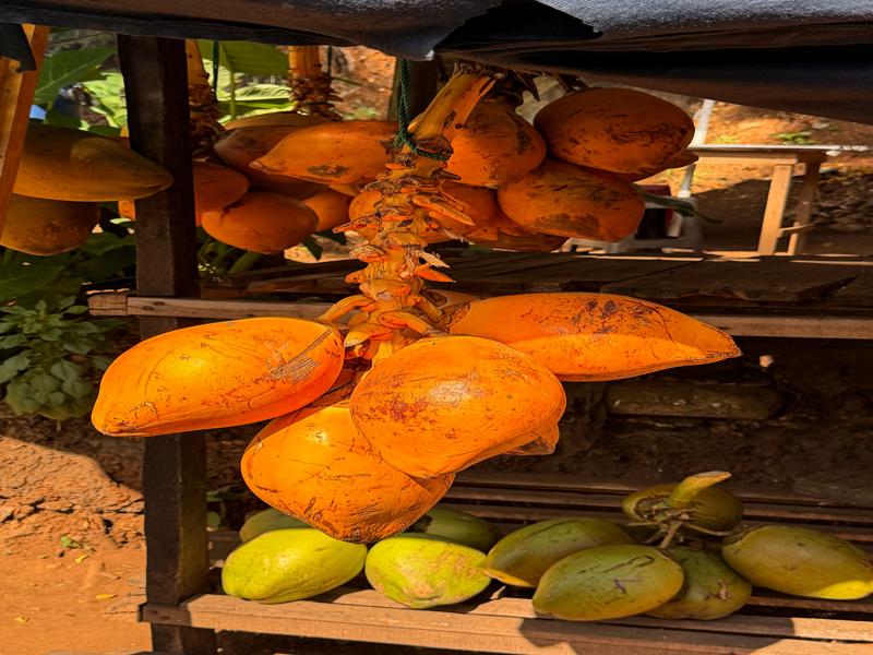We stopped for some king coconuts
