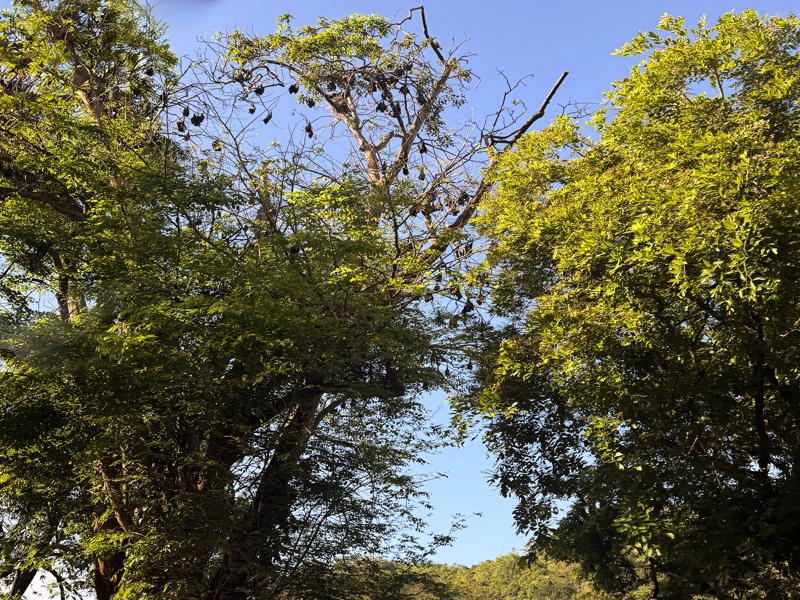 Fruit bats in the trees on the way in to Kandy