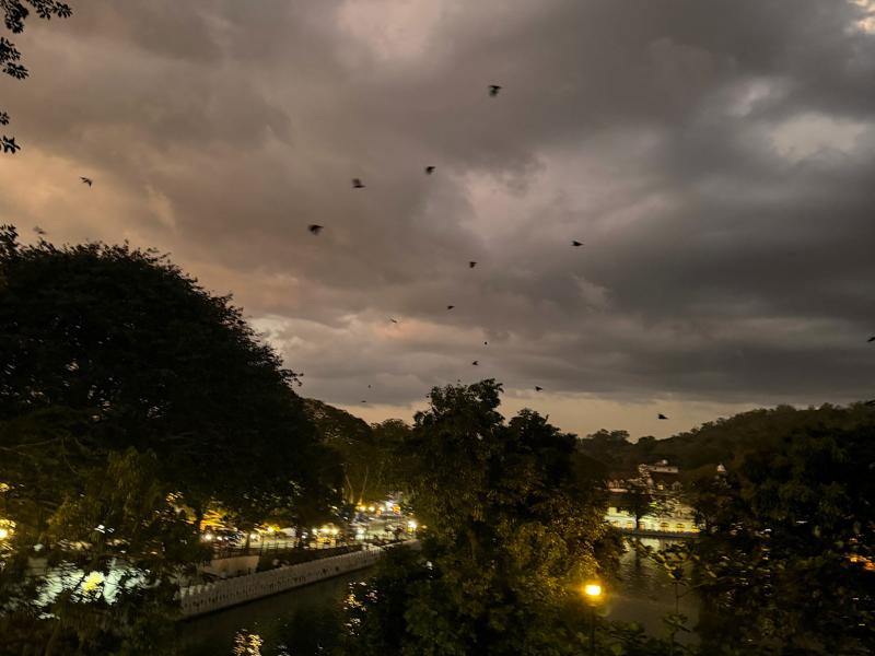 Fruit bats flying over the lake