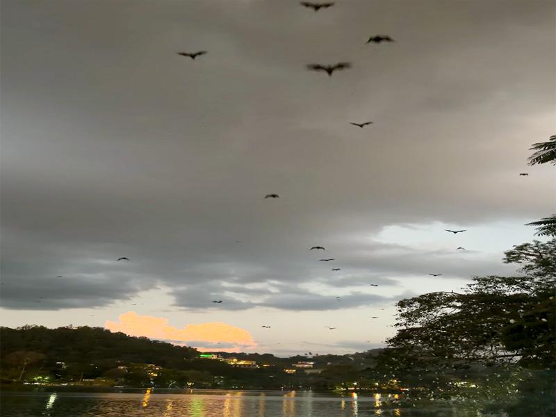 Fruit bats flying over the lake