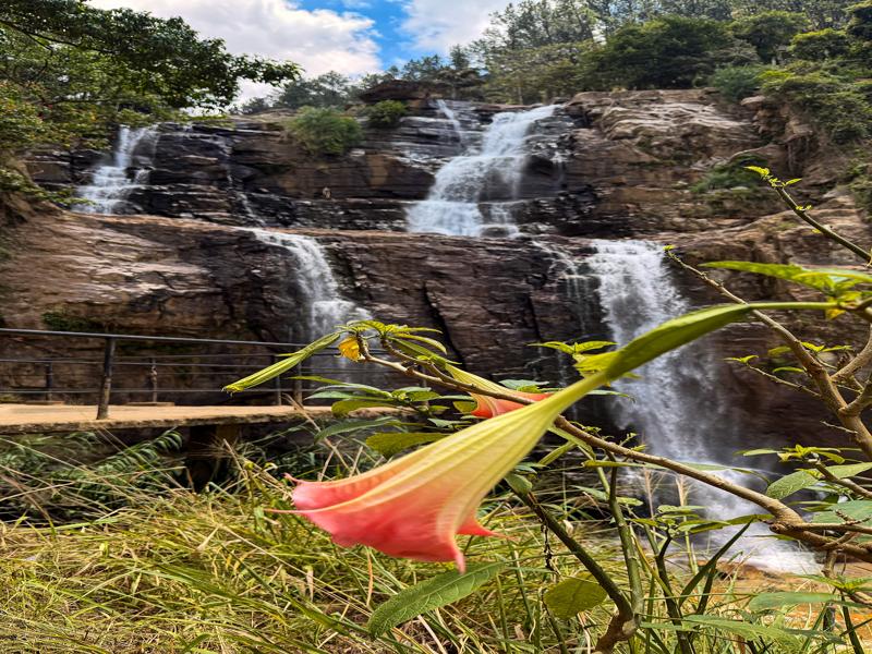 Trumpet flowers seem common here