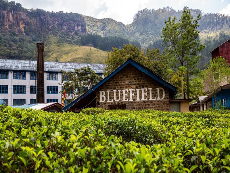 We were able to go on a personal tour to see the fields