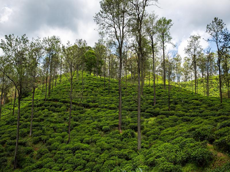 Then we hiked back on a trail that took us through tea fields