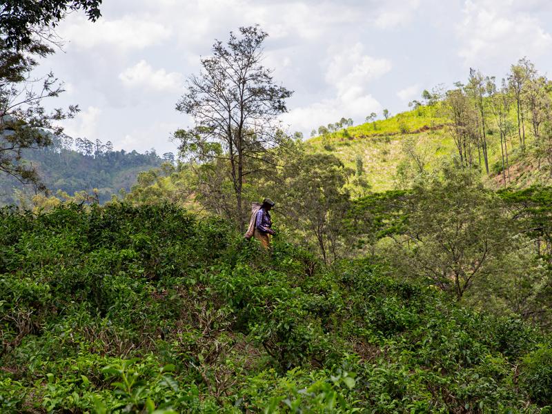 We saw many tea pickers hard at work