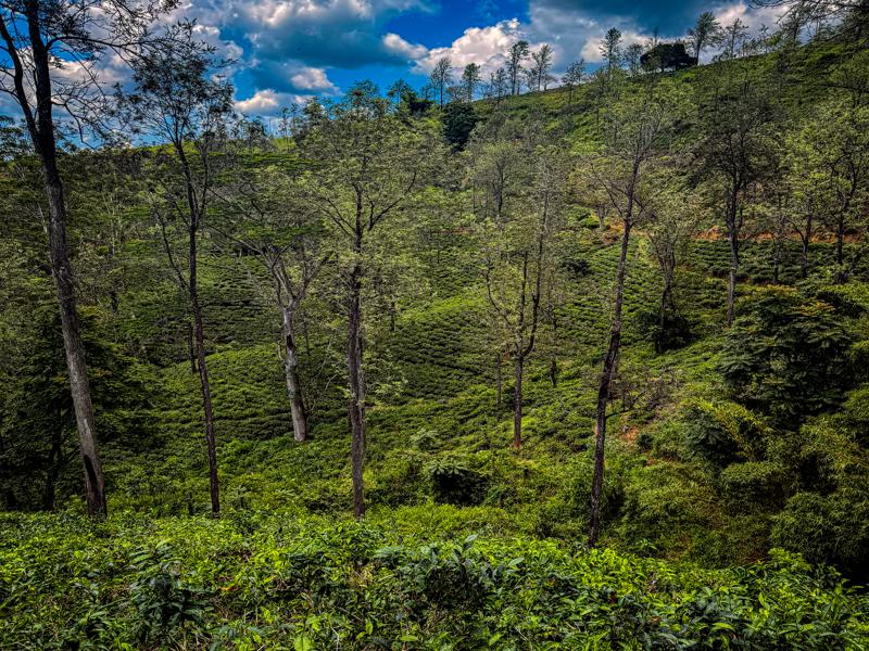 Tea fields from the trail