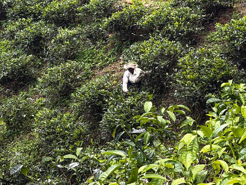 Tea picker in the fields