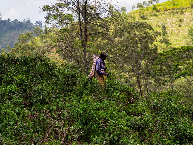 Tea picker in the fields
