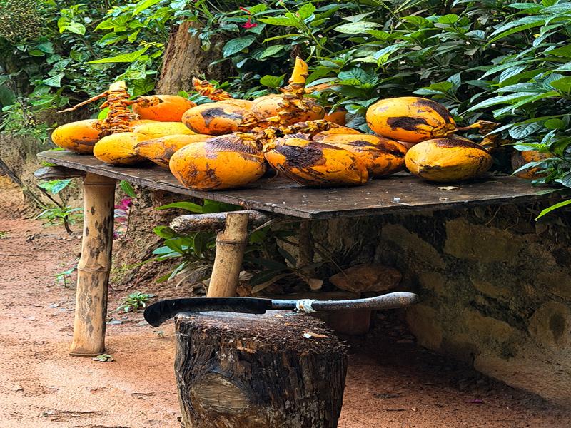 More king coconuts for sale near the train