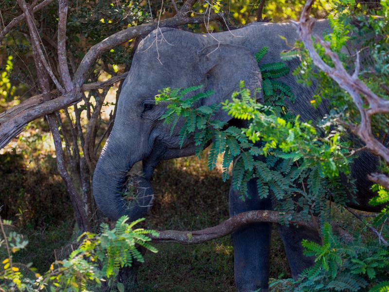 Elephant in Yala National Park