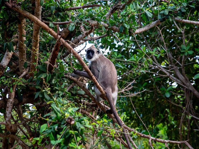 Monkeys around the hotel grounds