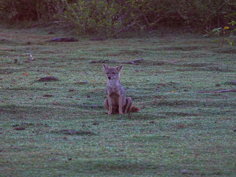 We saw a few jackals on our way in