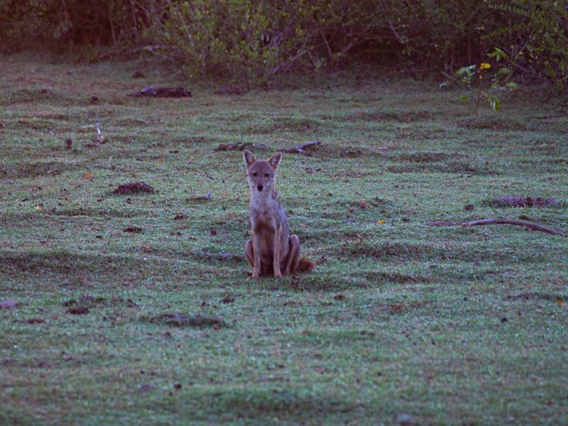 Jackal in the early morning
