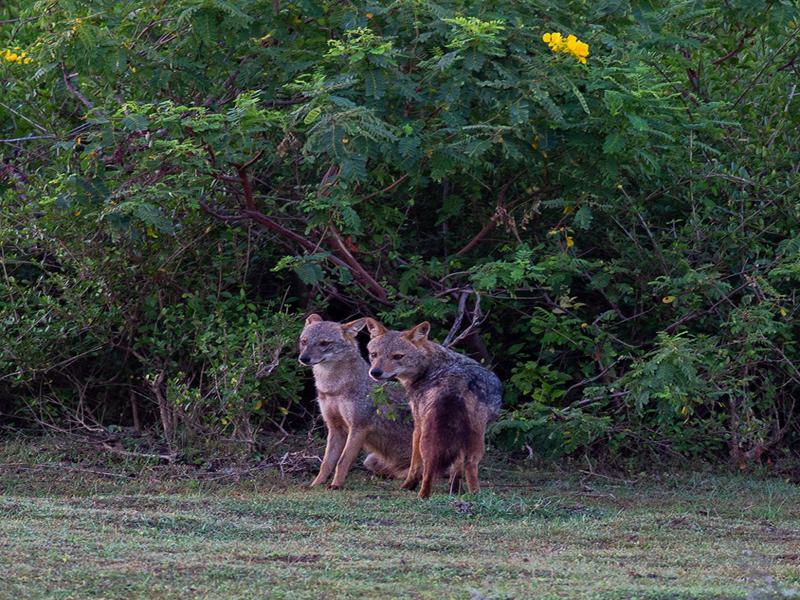 Our guide said seeing jackals is a good omen