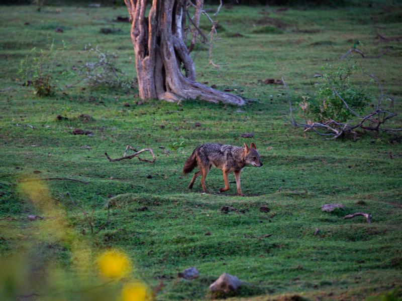 Jackal in the green field