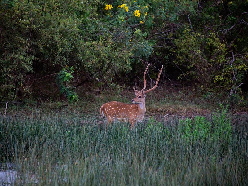 Spotted deer