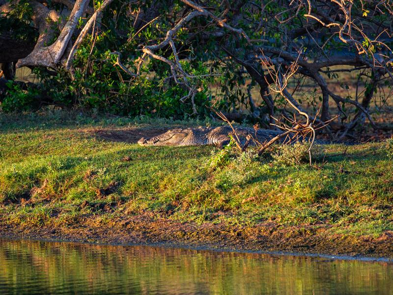 First crocodile sighting