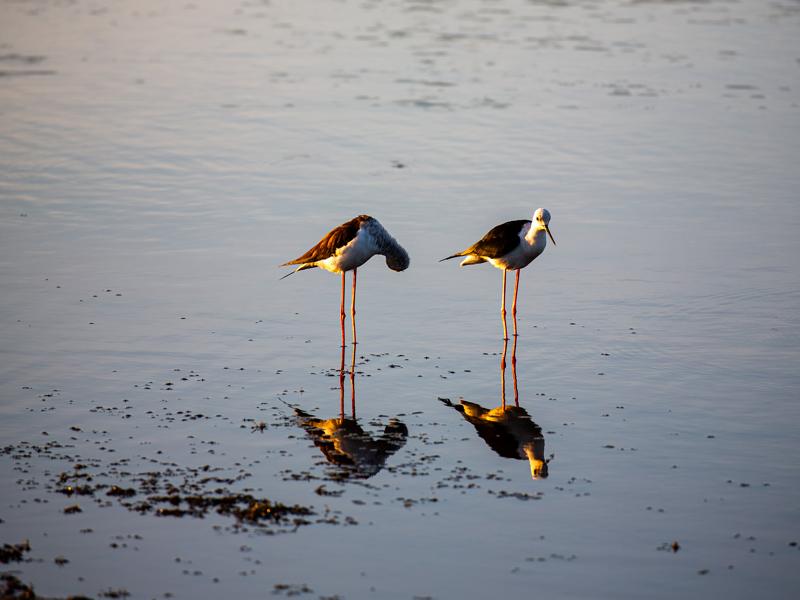 Black winged stilt birds