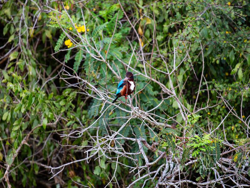 White throated king fisher