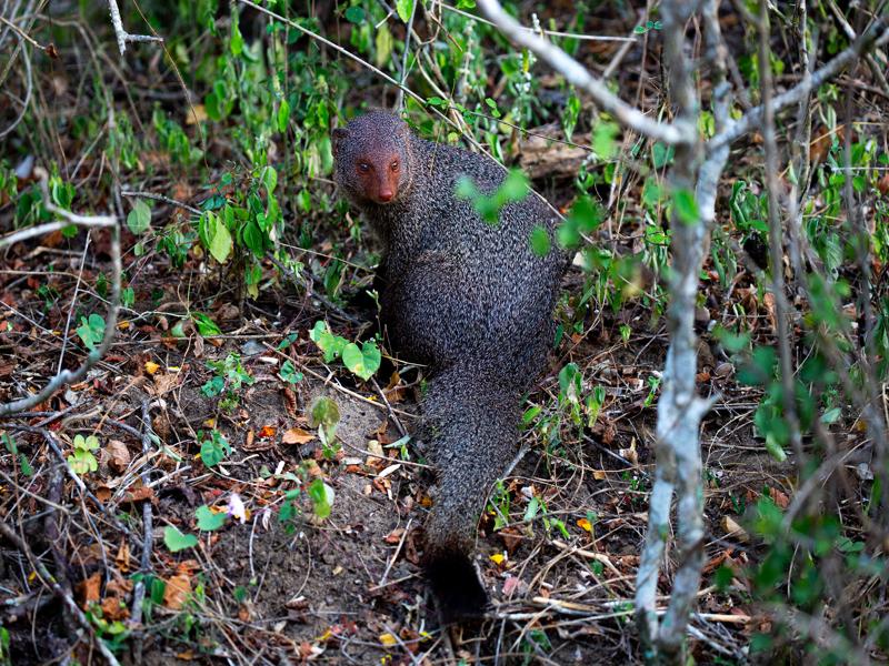 Gray mongoose