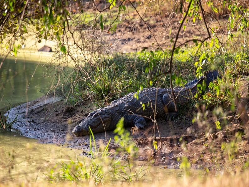Crocodile by the water