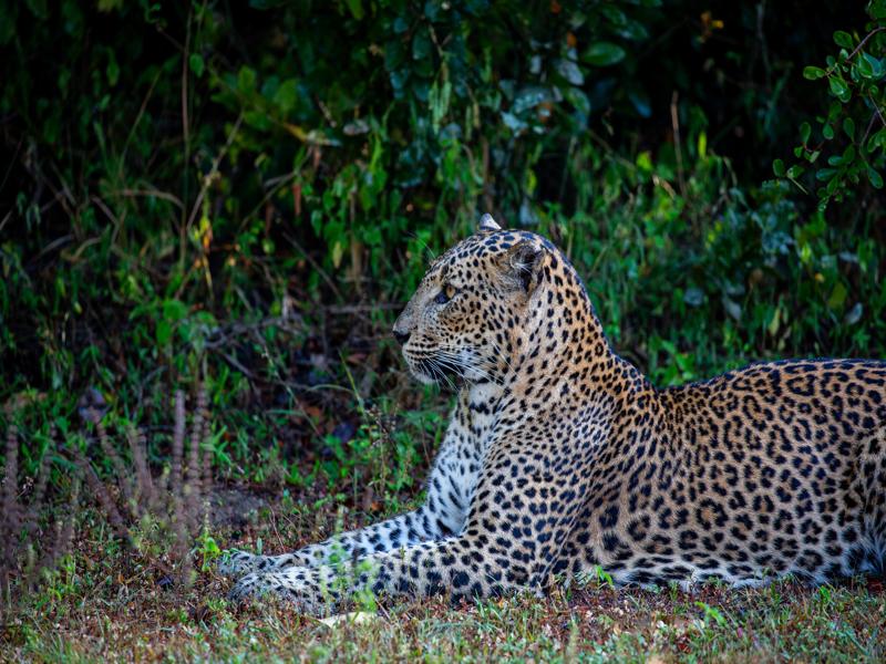Strawberry, the leopard